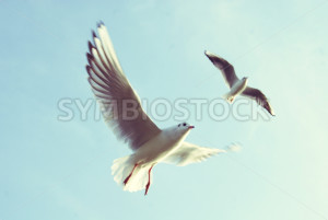 Birds Flying Against the Blue Sky - Symbiostock Express Demo