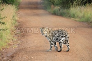 Leopard Walking on a Dirt Road - Symbiostock Express Demo