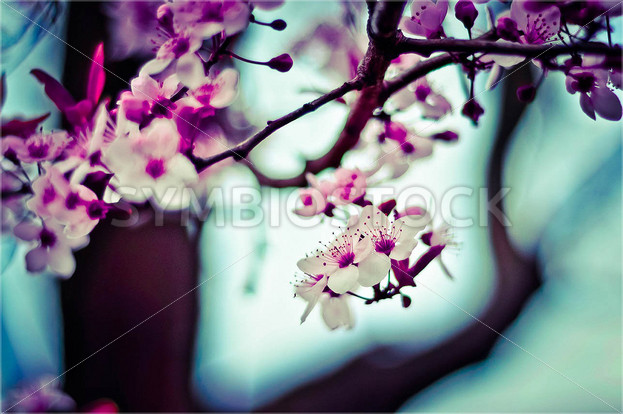 Pink Blossoms on a Branch - Symbiostock Express Demo