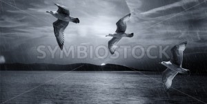 Seagulls Flying Illustration - Symbiostock Express Demo
