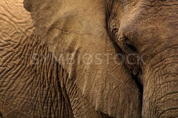African Elephant - Symbiostock Express Demo